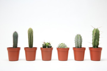 small cacti in pots are put in a row on a white background. mini cactuses of different shapes on white background. 