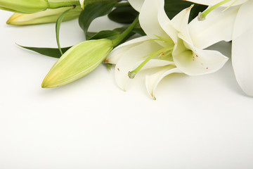 Obraz premium picture for website or business card on the subject of floristry. white Lily flowers on top on white background with copy space. 