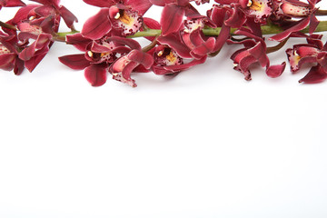 orchid flower isolated on white background on the top with copy space. blank for the website or business card for florists.