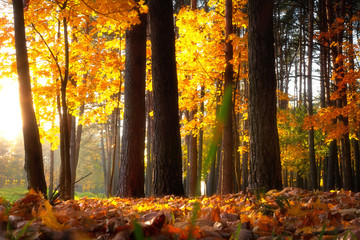 Autumn park. Sunny autumnal forest. Colorful trees in warm sunshine. Fall nature