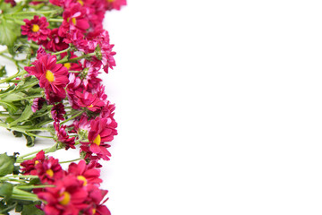 crimson chrysanthemums on the side on white background with copy space. template with beautiful flowers 