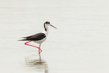 Stelzenläufer nach rechts watend im Flachwasser