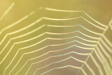 Close-up of abstract drops on a spider web with variable focus and blurred background in the rays of the rising sun. Blur and soft focus.