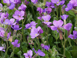 Fototapeta premium Aubriètes (Aubrieta x cultorum) 