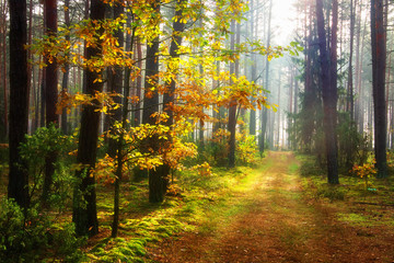 Obraz premium Autumn forest. Scenic autumn. Road in colorful woodland