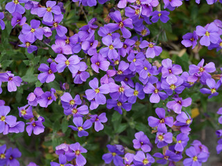 Tapis bleu violet d'aubriètes (Aubrieta x cultorum) 