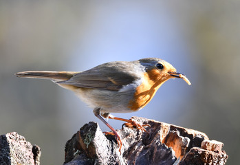Rotkehlchen