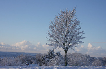 A beautiful winter landscape on a cold December morning.  Taken in Cardiff, South Wales, UK