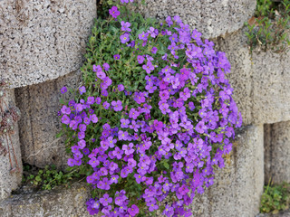 Tapis d'aubriètes le long d'un muret