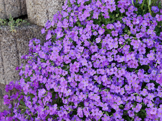 Obraz premium Tapis d'aubriètes le long d'un muret