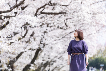 Fototapeta na wymiar 桜並木を散歩する女性
