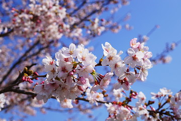 桜