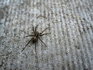 Little spider on a gray background