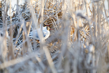 Fototapeta premium Terns breed in nest made of reed