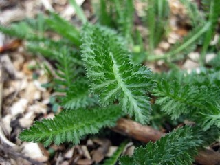 Green grass achillea millefolium © Максим Гавриленко