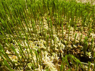 Closeup view of young sprouts of green moss