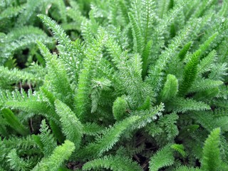 Green grass achillea millefolium © Максим Гавриленко