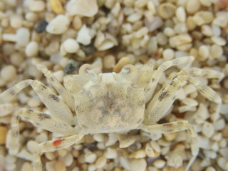 Amami Oshima, Japan - April 6, 2019: Ghost crab, sand crab, white crab or Ocypode stimpsoni at Tomori Beach, Amami Oshima, Kagoshima, Japan