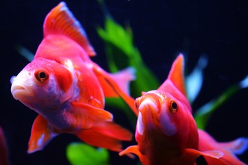 金魚