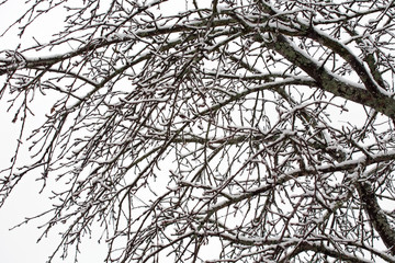 tree branches covered with white snow winter pattern
