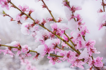 Winter Slump, Snow on Peach Blossom in Spring