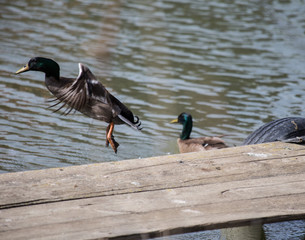Canard prenant son envol à partir d'un ponton sur les bords du canal de Lunel dans l'Hérault, Occitanie, Languedoc Roussillon, Sud de la France