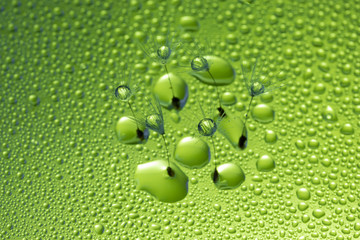 タンポポの種と水滴