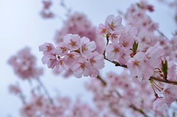 桜
