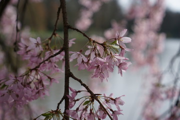 cherry blossom