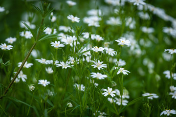 Fleurs blanches de printemps