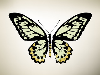 Butterfly. Vector illustration