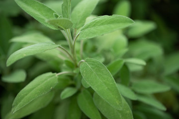 Feuille de sauges