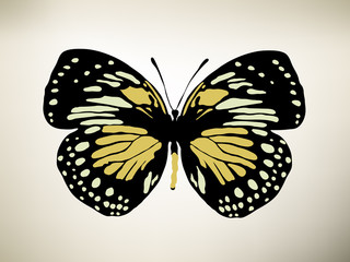 Butterfly. Vector illustration