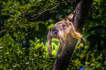 Obraz premium Brazilian Apes This kind of ape is very rare in Brazil.