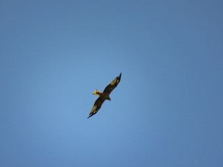 Greifvogel