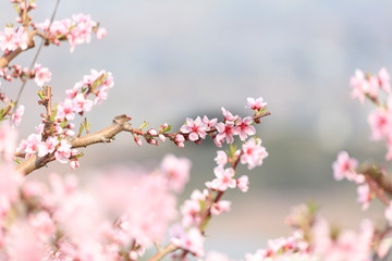 Obraz na płótnie Canvas Peach Blossom - Spring of Japan -