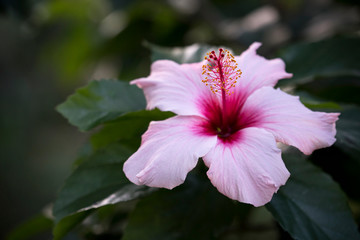 A pink hibiscus flower.