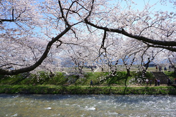 船川べりの桜