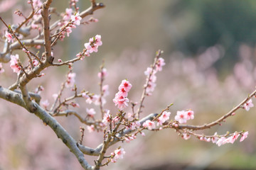 Peach Blossom - Spring of Japan -