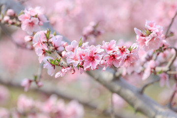 Peach Blossom - Spring of Japan -