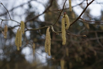 birch in spring