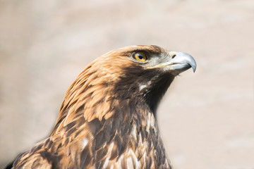 Golden eagle. Golden eagle is one of the most famous birds of prey of the family of hawks, the largest eagle. Eagles have long been a symbol of courage and nobility.