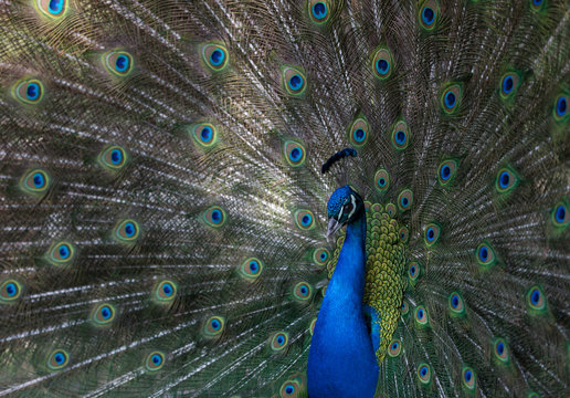 Portrait of a beautiful peacock with feathers out