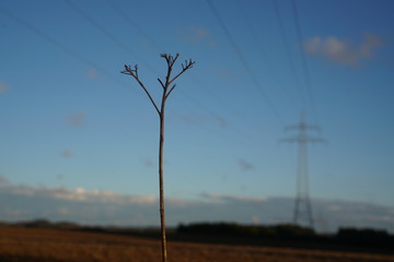 Fototapeta na wymiar branch against blue sky