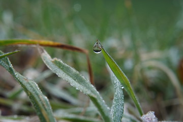 waterdrop on a blade of grass