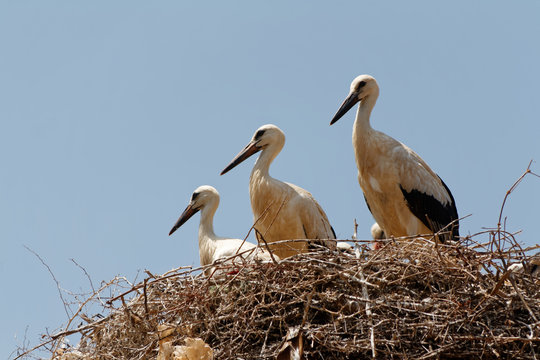 Bociany Bilder Durchsuchen 408 Archivfotos, und Videos