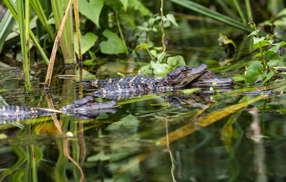 Baby alligators in the wild Everglades, Florida.