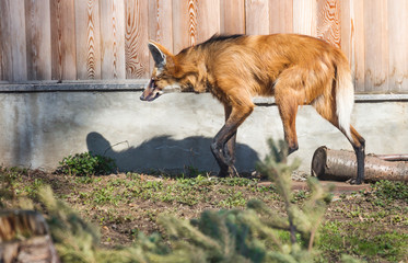Maned wolf. He's a predatory mammal of the dog family. In Greek its name means 