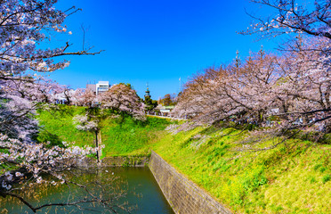 Fototapeta na wymiar [東京都] 千鳥ヶ淵の桜（北の丸公園）