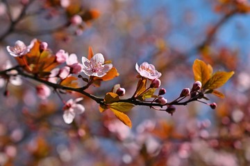 Spring flowers. Beautifully blossoming tree branch. Cherry - Sakura and sun with a natural colored background. Springtime season.